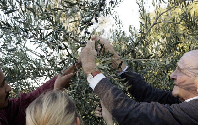 OLIVE OIL EXPERIENCE