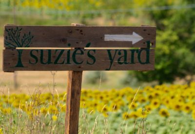 cetona suzies yard